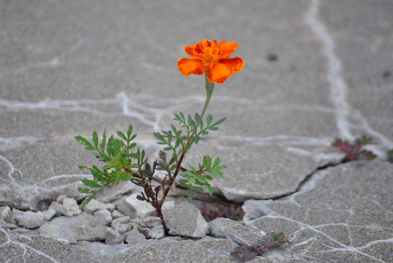 Marigold growing through cracked pavement